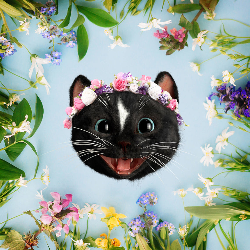 Free Felini The Kitty Wallpapers For Your Tablet