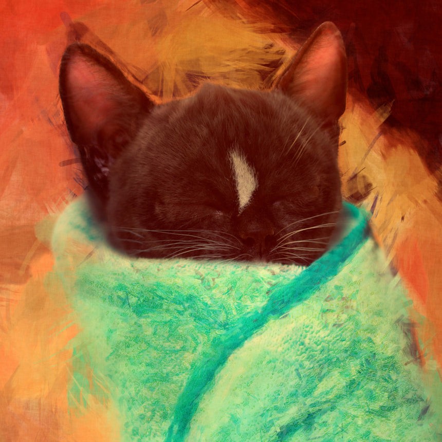Free Felini Cat Wallpaper - Adorable Sleeping Purrito