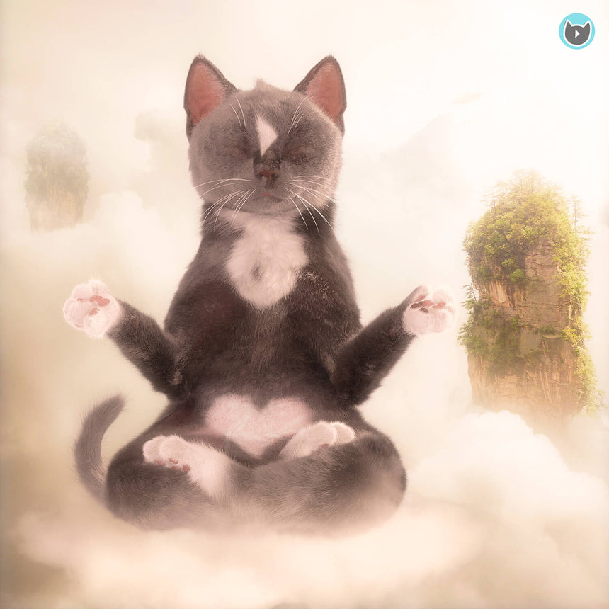 Felini the Kitty Free Wallpaper - Cat Meditation Floating in the Clouds in Yogi Sitting Position