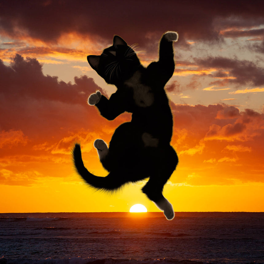 Free Felini Cat Wallpaper - Kitty Jumping in Front of a Beautiful Sunset