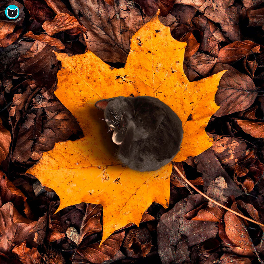 Free Felini Cat Wallpaper - Tiny Kitty Cat Curled Up On Fall Maple Leaf