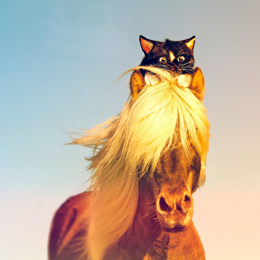 Free Felini Cat Wallpaper - Black Kitty Riding, Sitting on top of horse head
