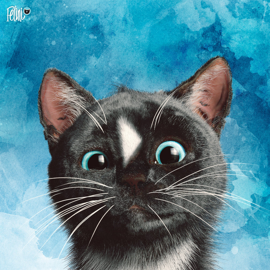 Free Felini Cat Wallpaper - Funny Kitty Peaking into view on blue background
